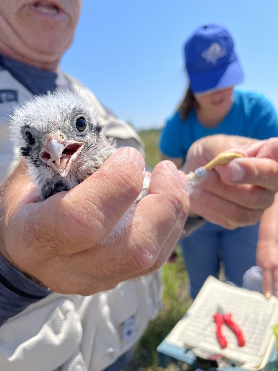 American Kestrel - ML638288049