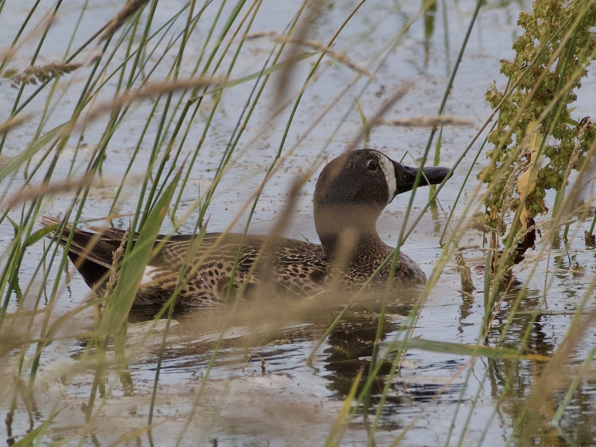 Blue-winged Teal - ML638288052