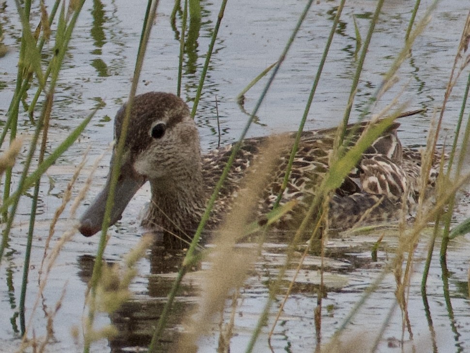 Blue-winged Teal - ML638288053