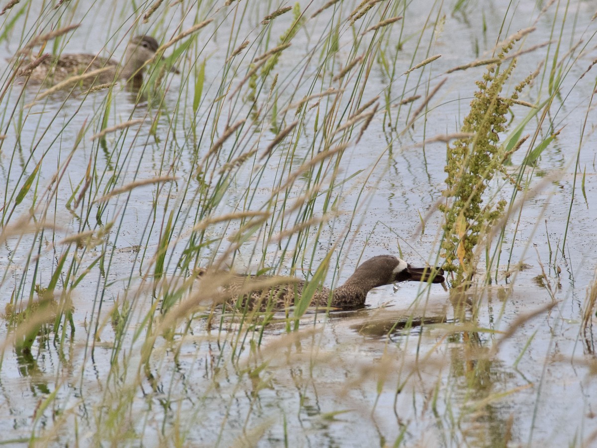 Blue-winged Teal - ML638288054