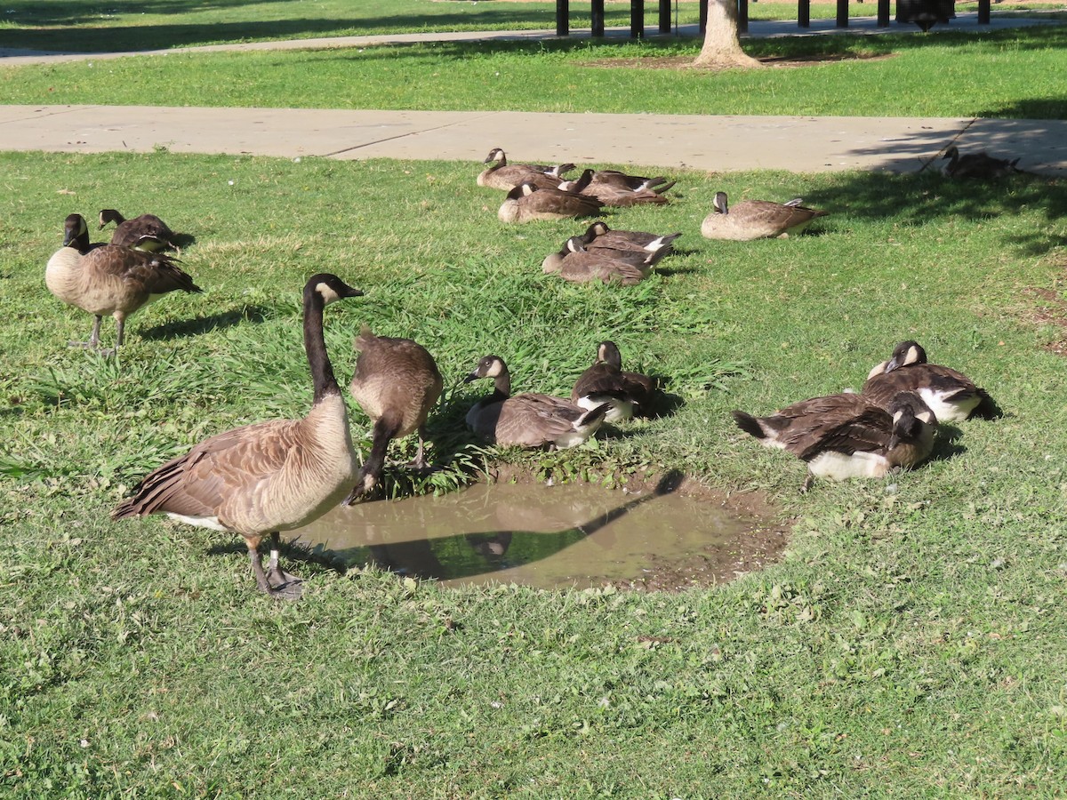Canada Goose - ML638288059