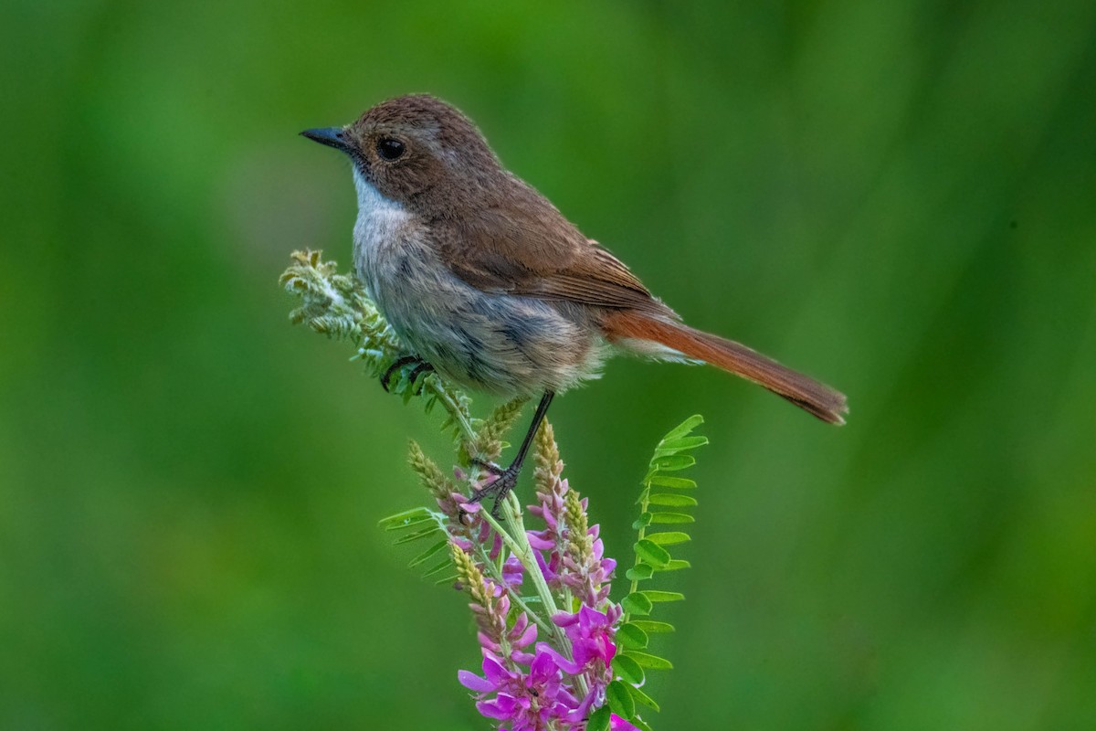 Gray Bushchat - ML638288062