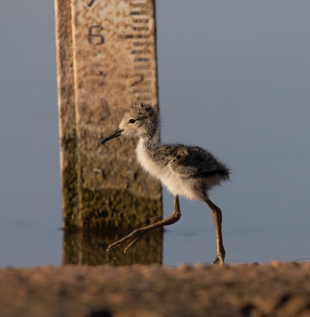 Black-necked Stilt (Black-necked) - ML638288063