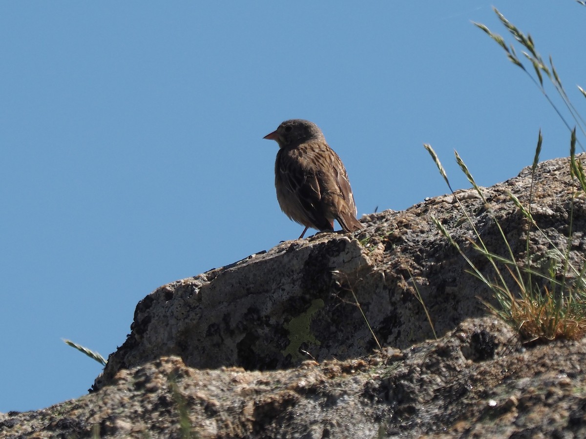 Ortolan Bunting - ML638288064