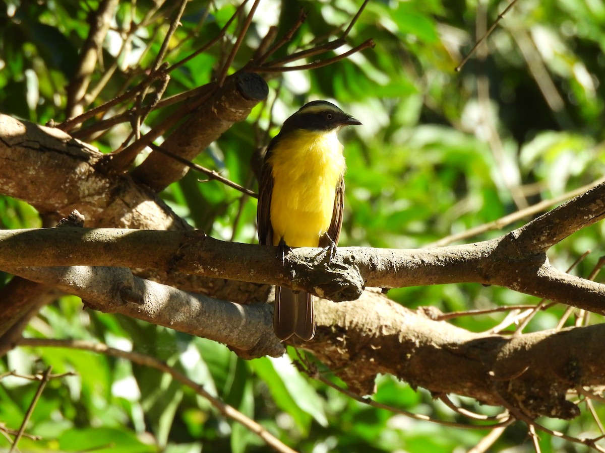Great Kiskadee - ML638288066