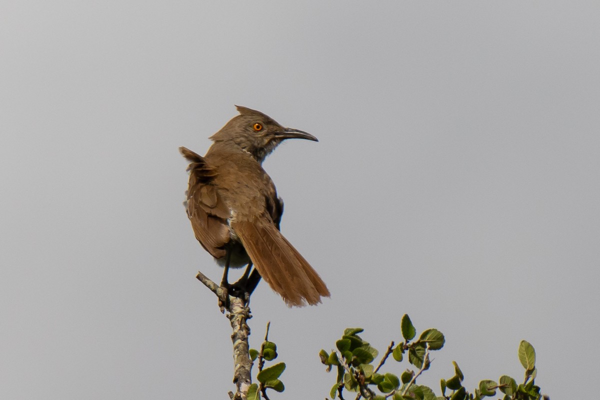 Long-billed Thrasher - ML638288068