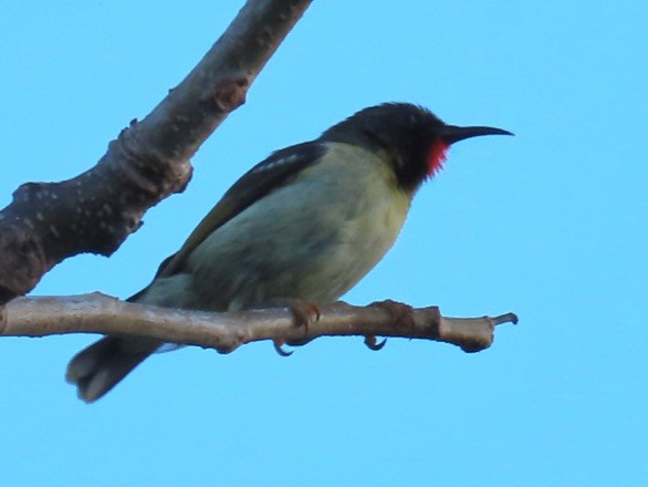 Sulphur-breasted Myzomela - ML638288072