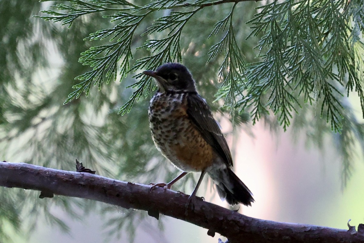 Zozo papargorria - ML638288075