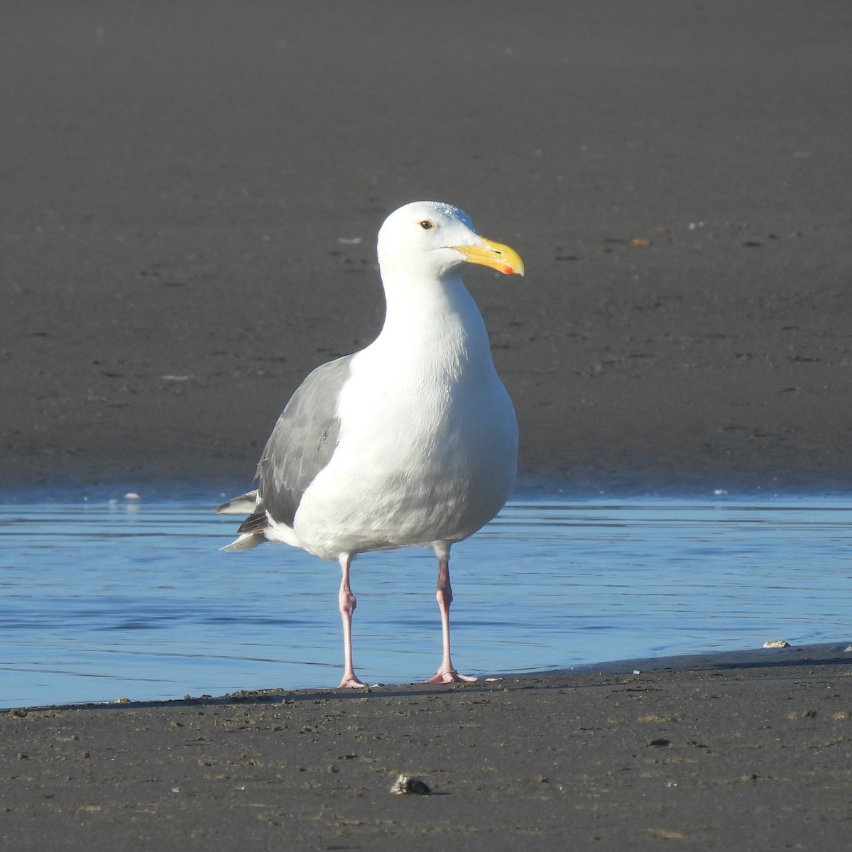Western Gull - ML638288078