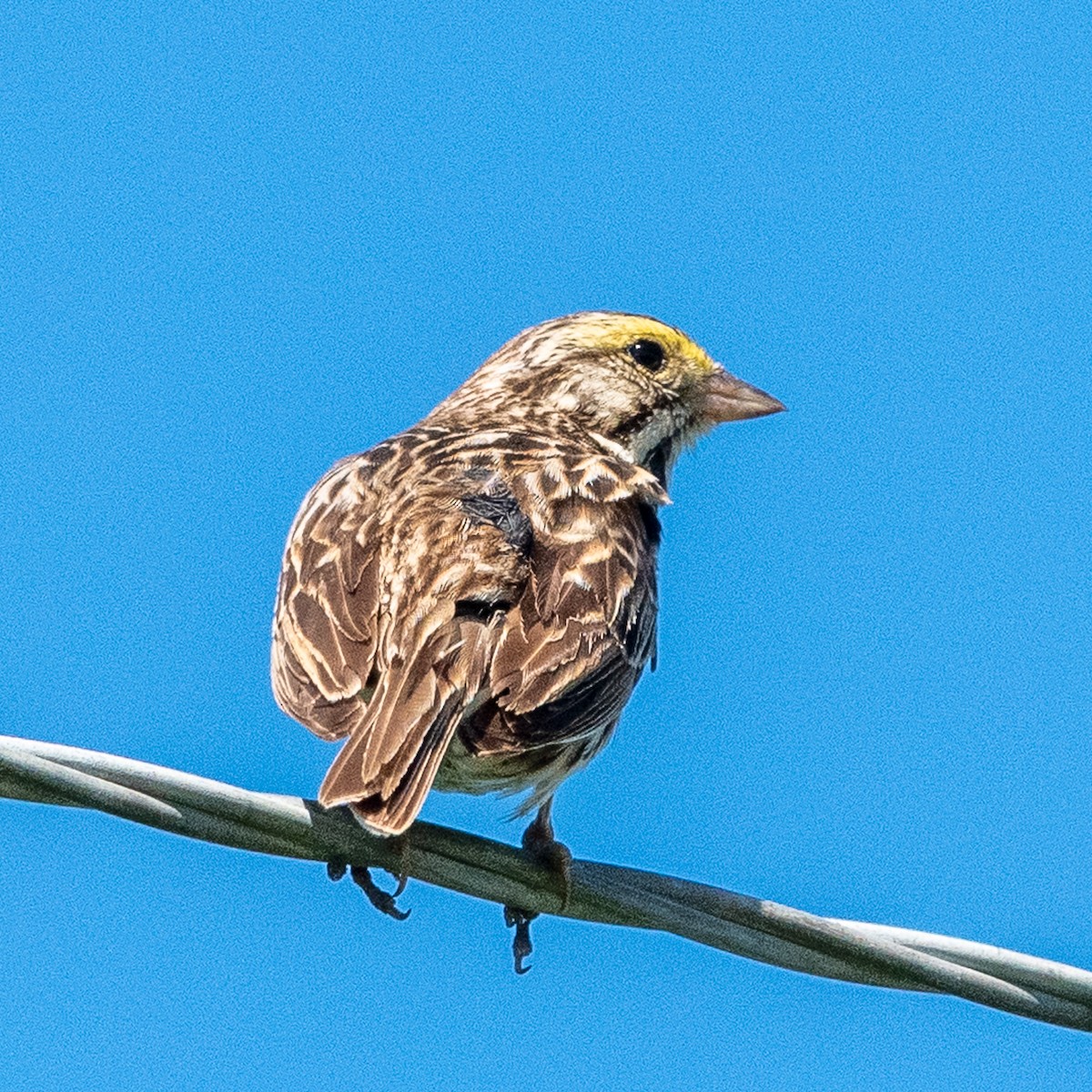 Savannah Sparrow - ML638288081