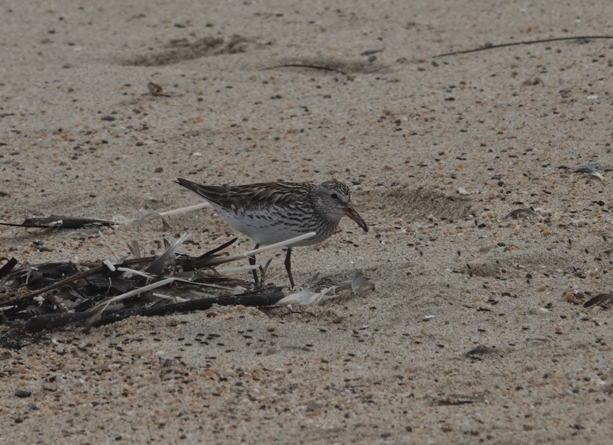 White-rumped Sandpiper - ML638288085