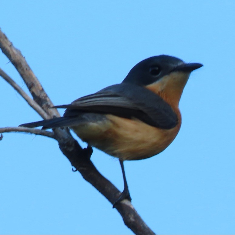 Vanikoro Flycatcher - ML638288087