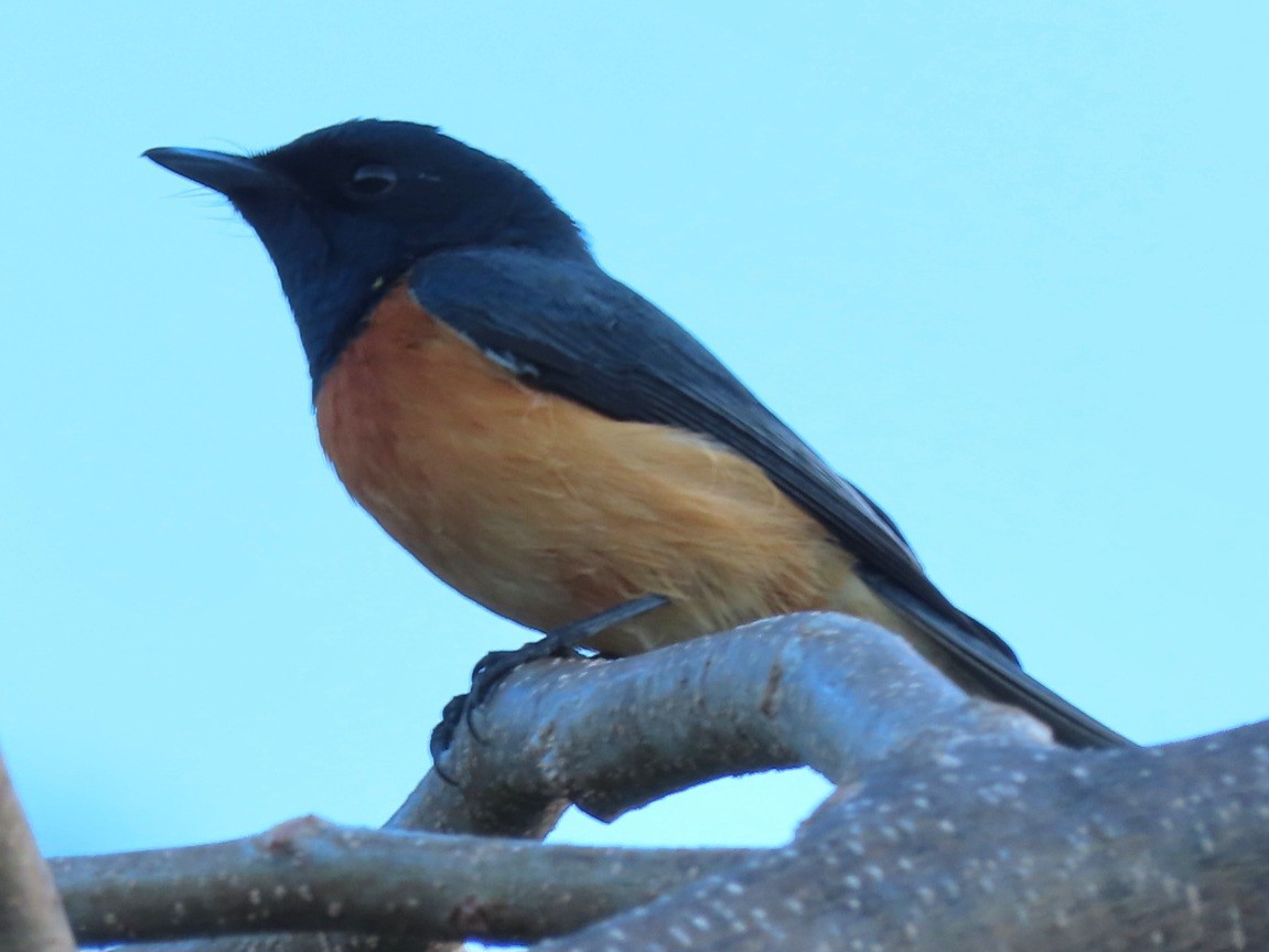 Vanikoro Flycatcher - ML638288088