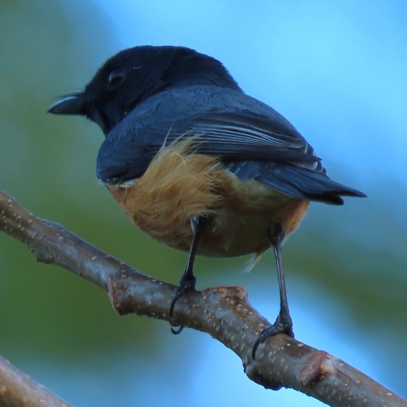 Vanikoro Flycatcher - ML638288089