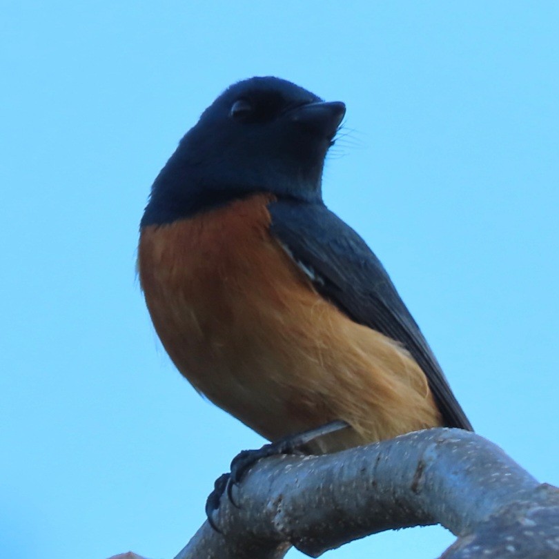 Vanikoro Flycatcher - ML638288090