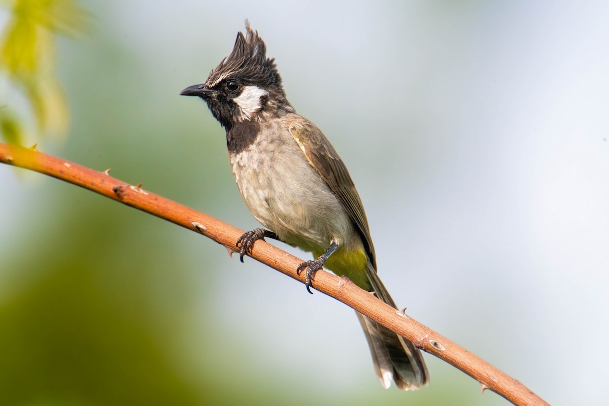 Himalayan Bulbul - ML638288102