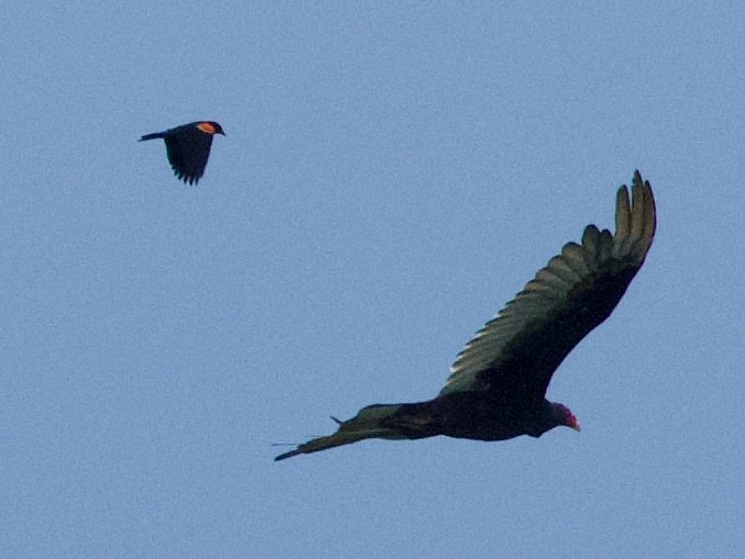 Turkey Vulture - ML638288109