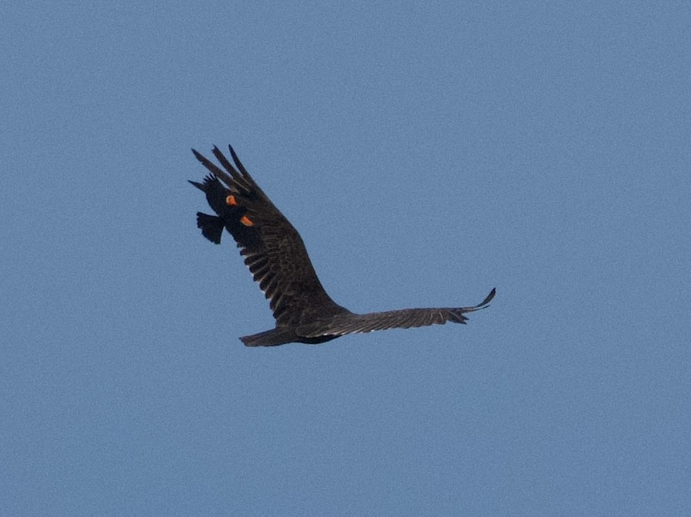 Turkey Vulture - ML638288111