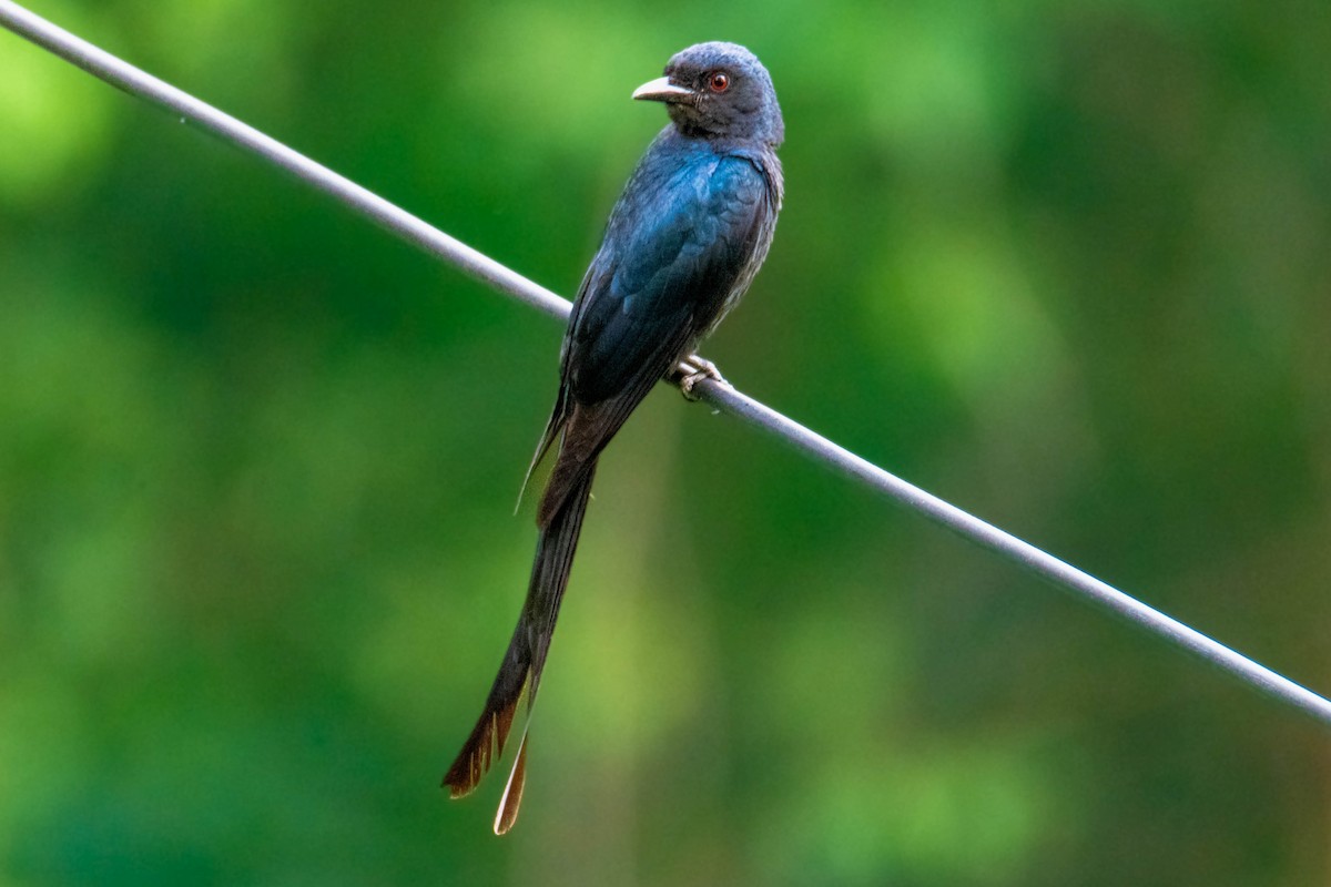 Ashy Drongo - ML638288112