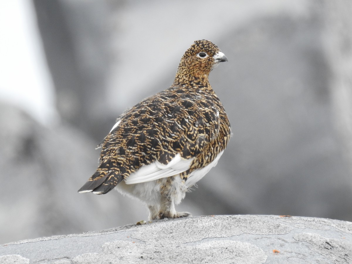 Willow Ptarmigan - ML638288116
