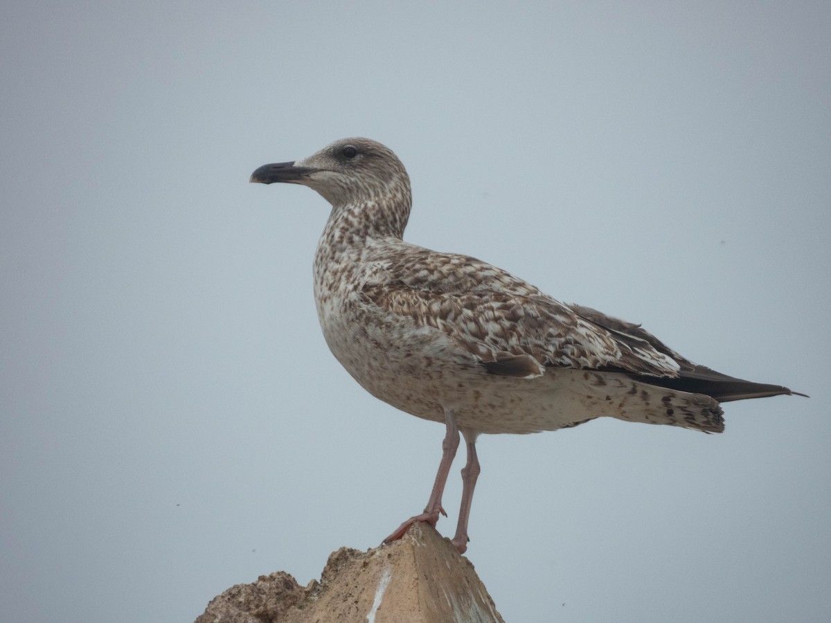 Lesser Black-backed Gull - ML638288119