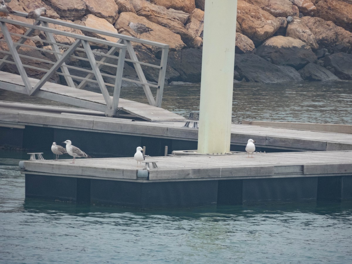 Lesser Black-backed Gull - ML638288121