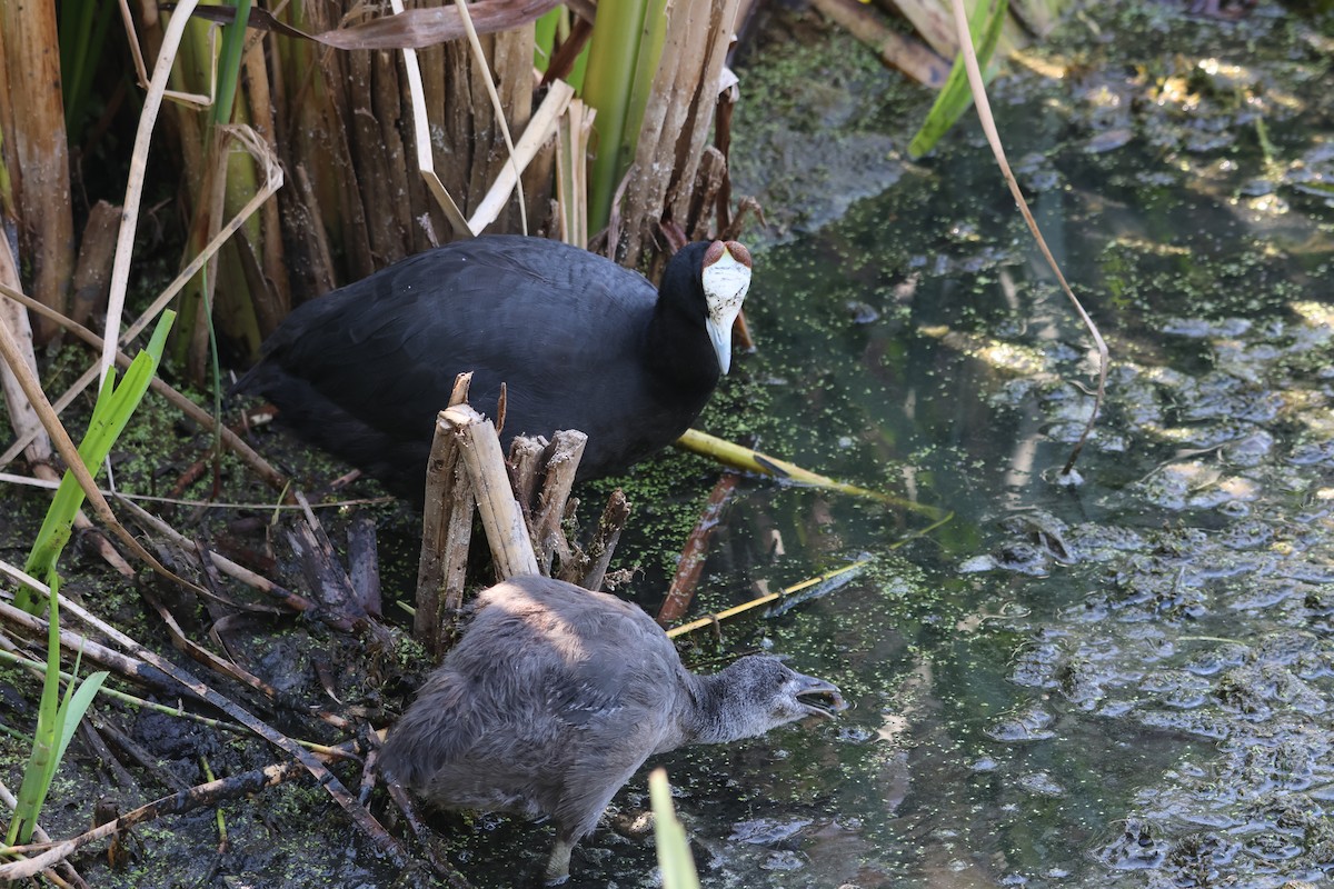 Red-knobbed Coot - ML638288142