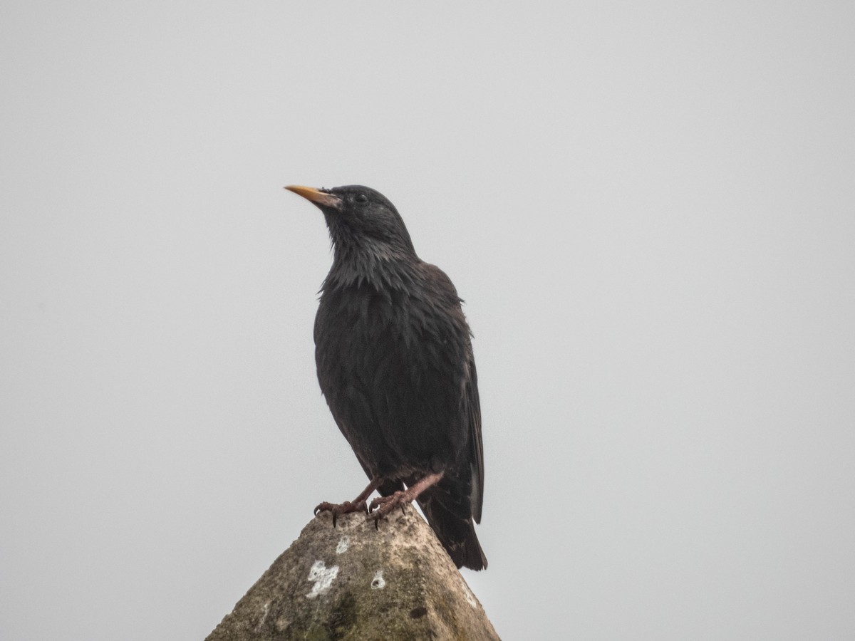Spotless Starling - ML638288145