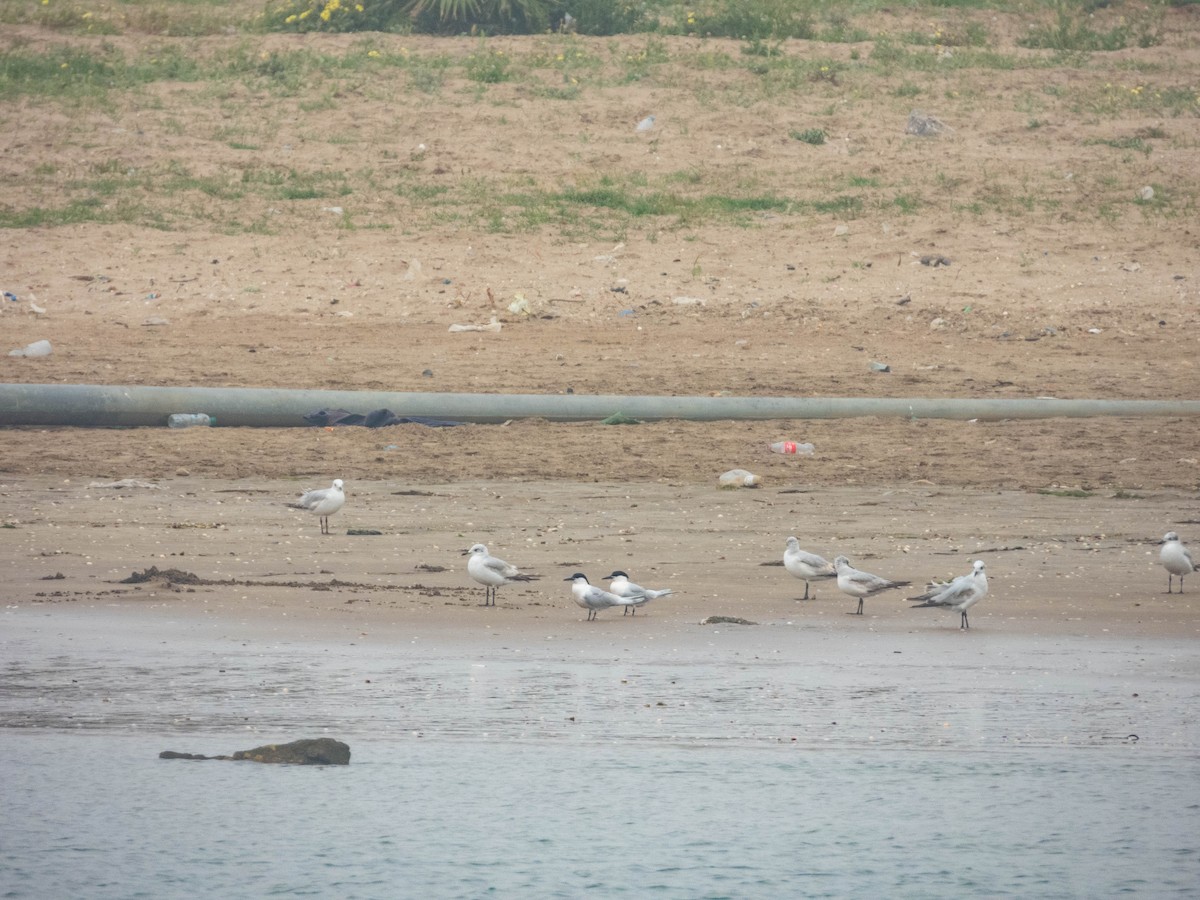 Sandwich Tern (Eurasian) - ML638288147