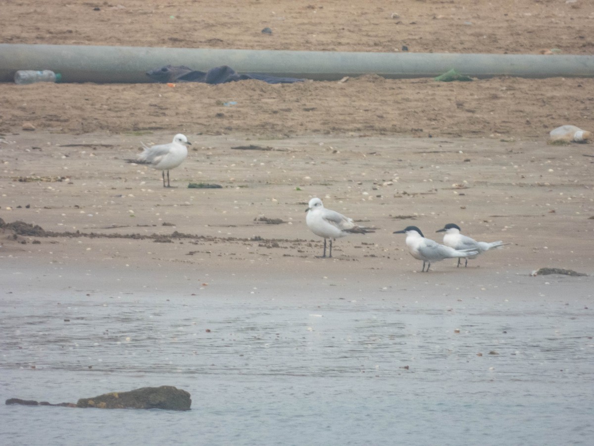 Sandwich Tern (Eurasian) - ML638288148