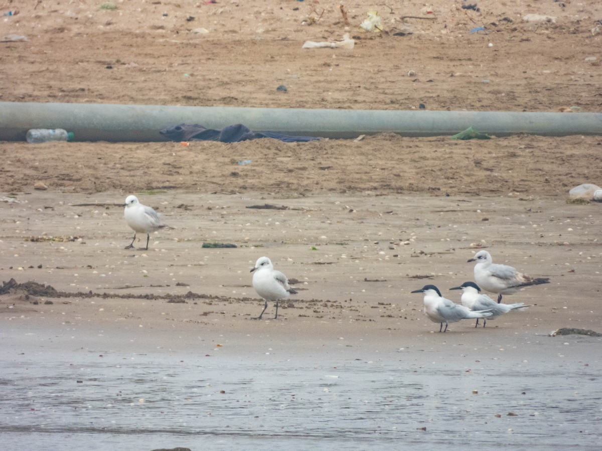Sandwich Tern (Eurasian) - ML638288149
