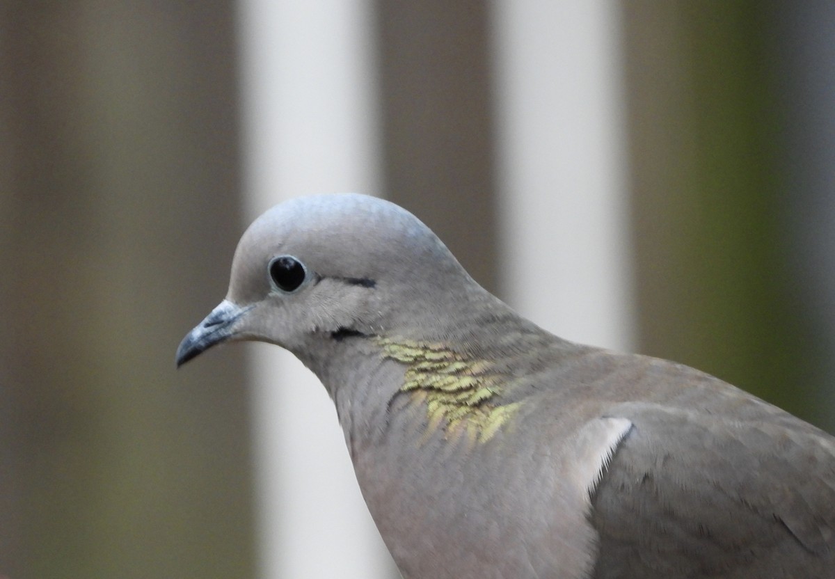 Eared Dove - ML638288152