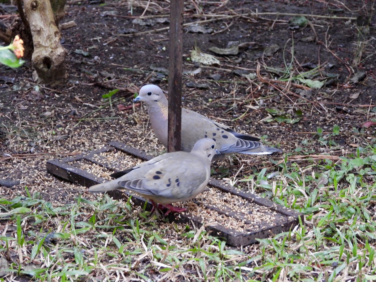 Eared Dove - ML638288153