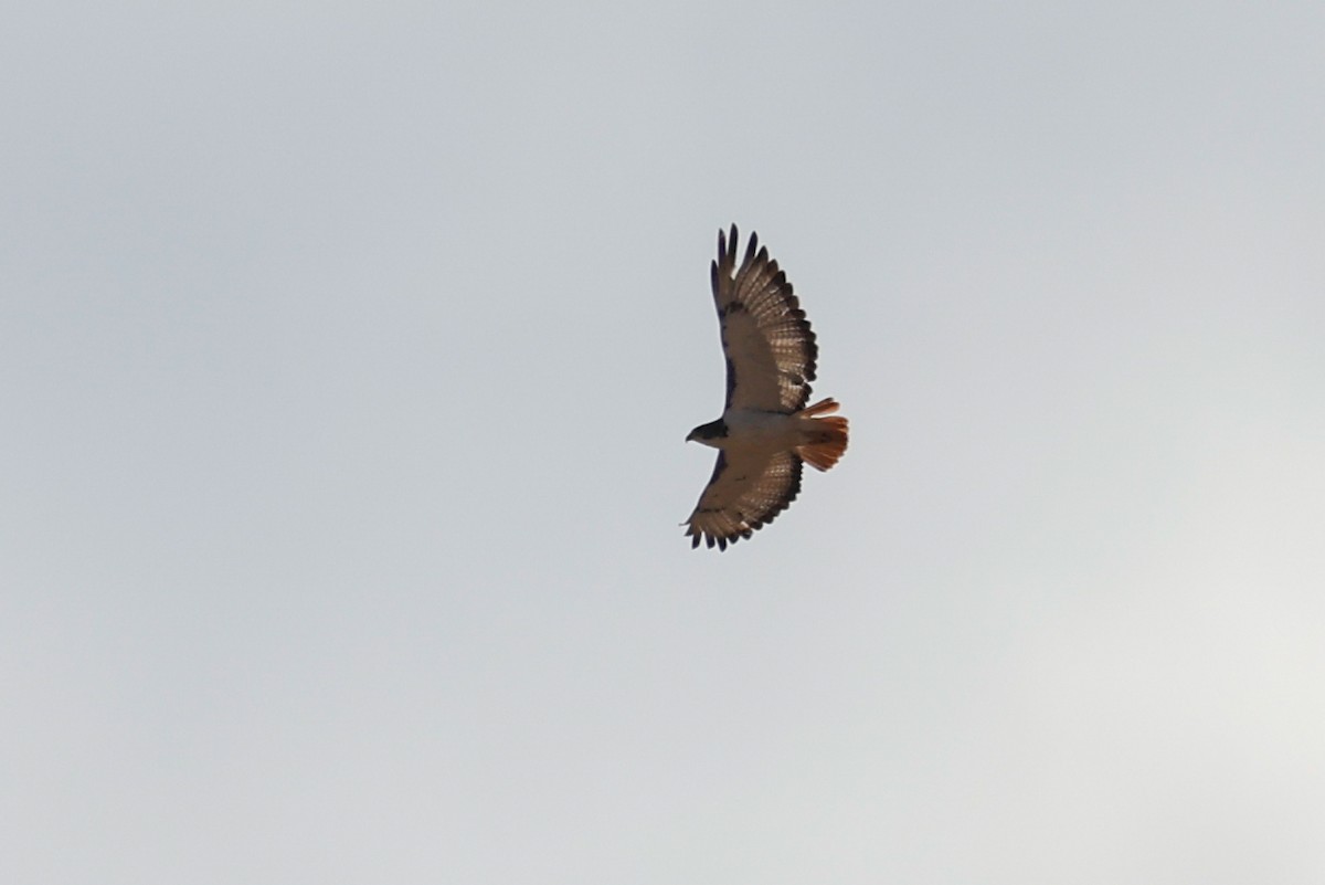Augur Buzzard - ML638288156
