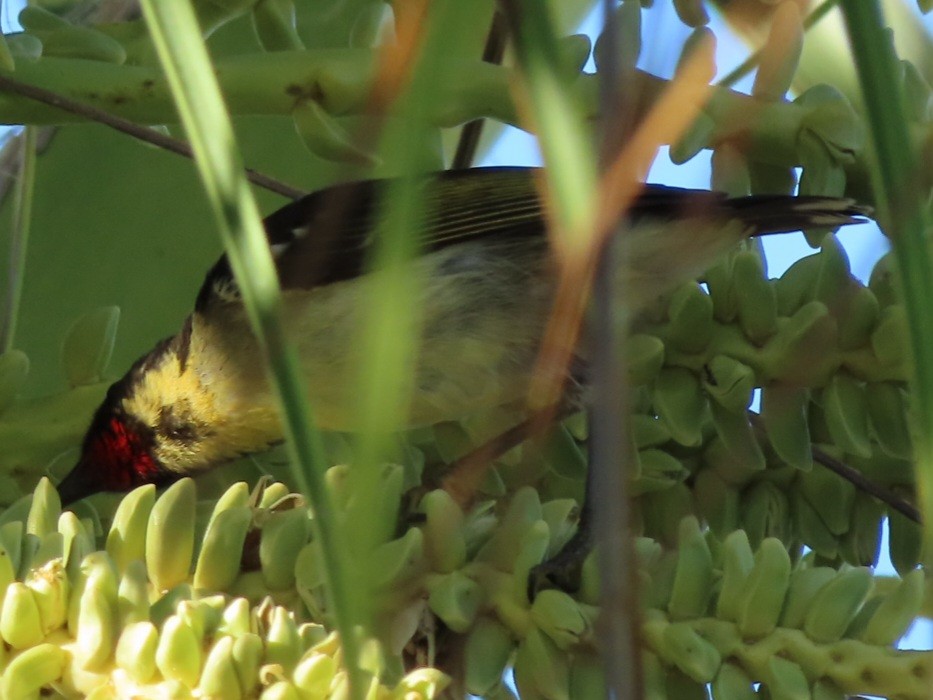 Sulphur-breasted Myzomela - ML638288160