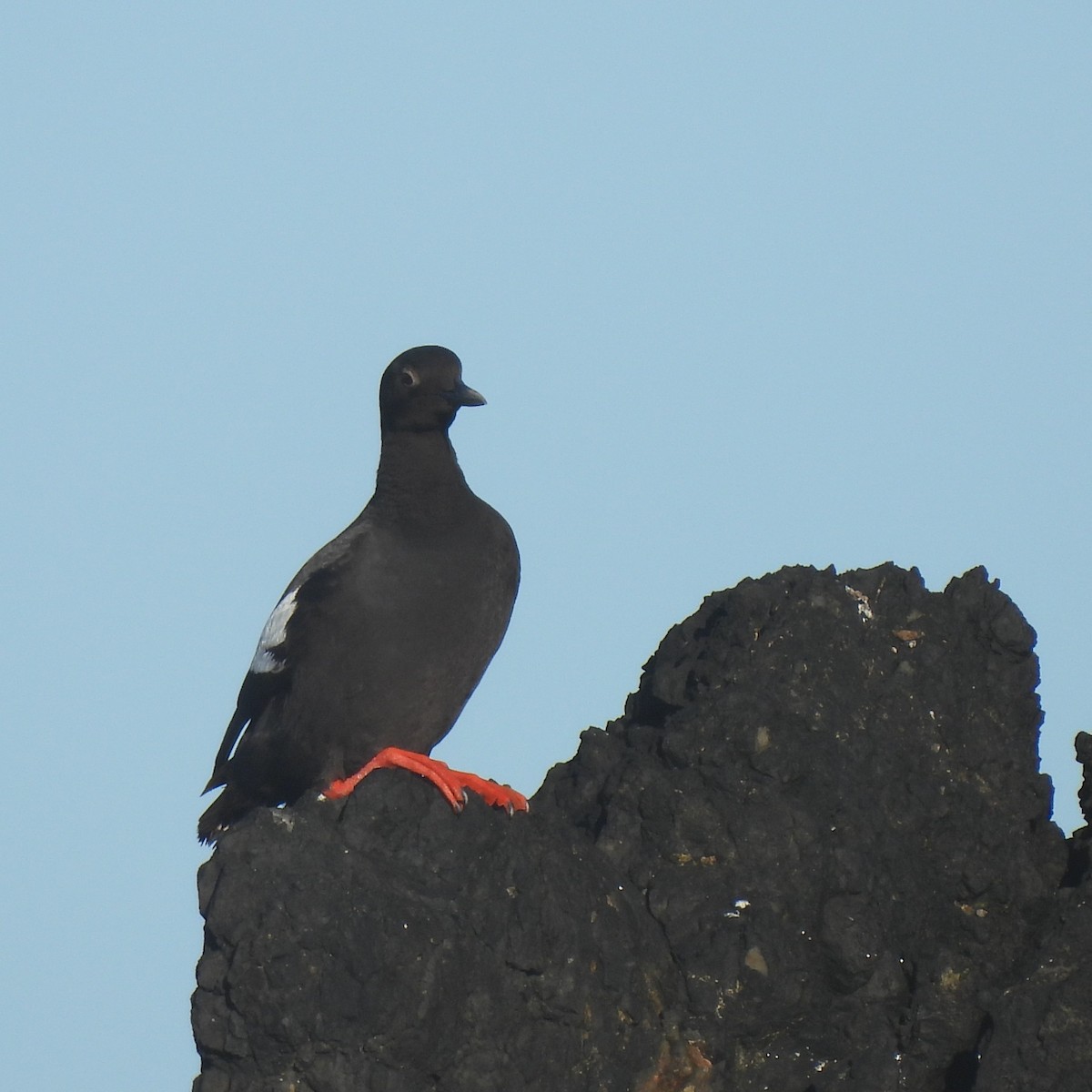 Pigeon Guillemot - ML638288190
