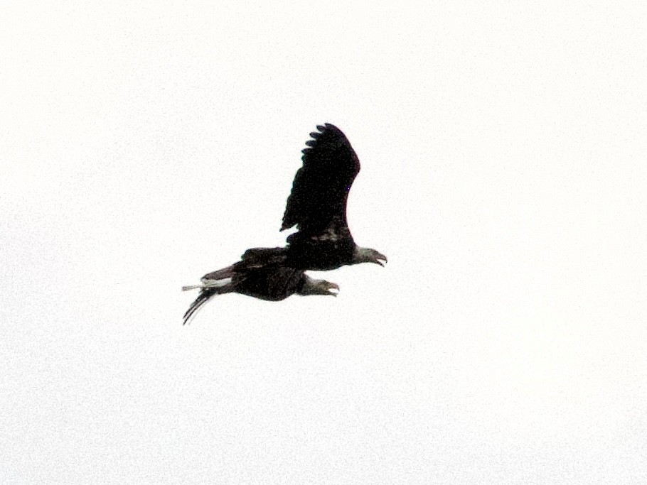 Weißkopf-Seeadler - ML638288191