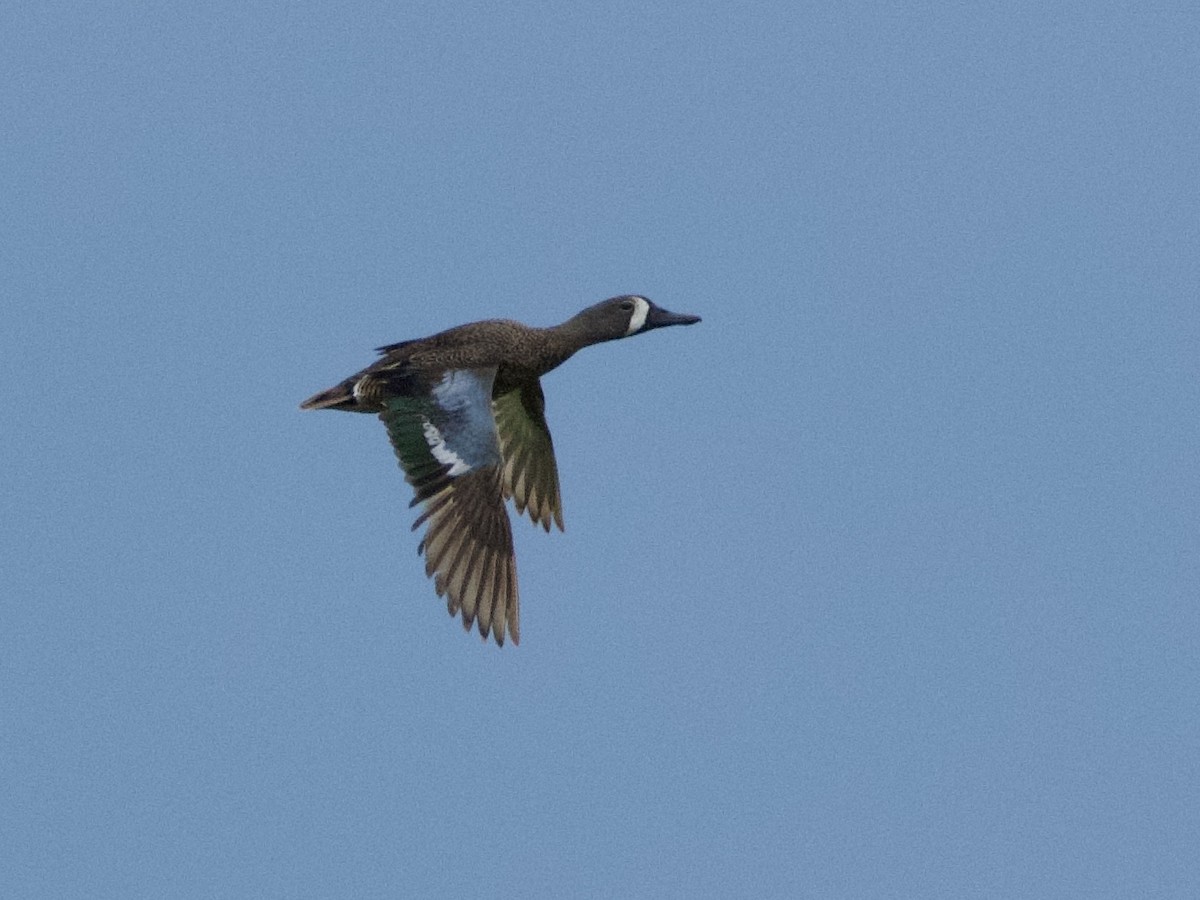 Blue-winged Teal - ML638288195