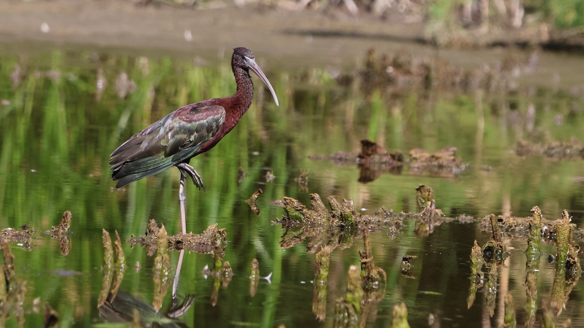 bronseibis - ML638288197
