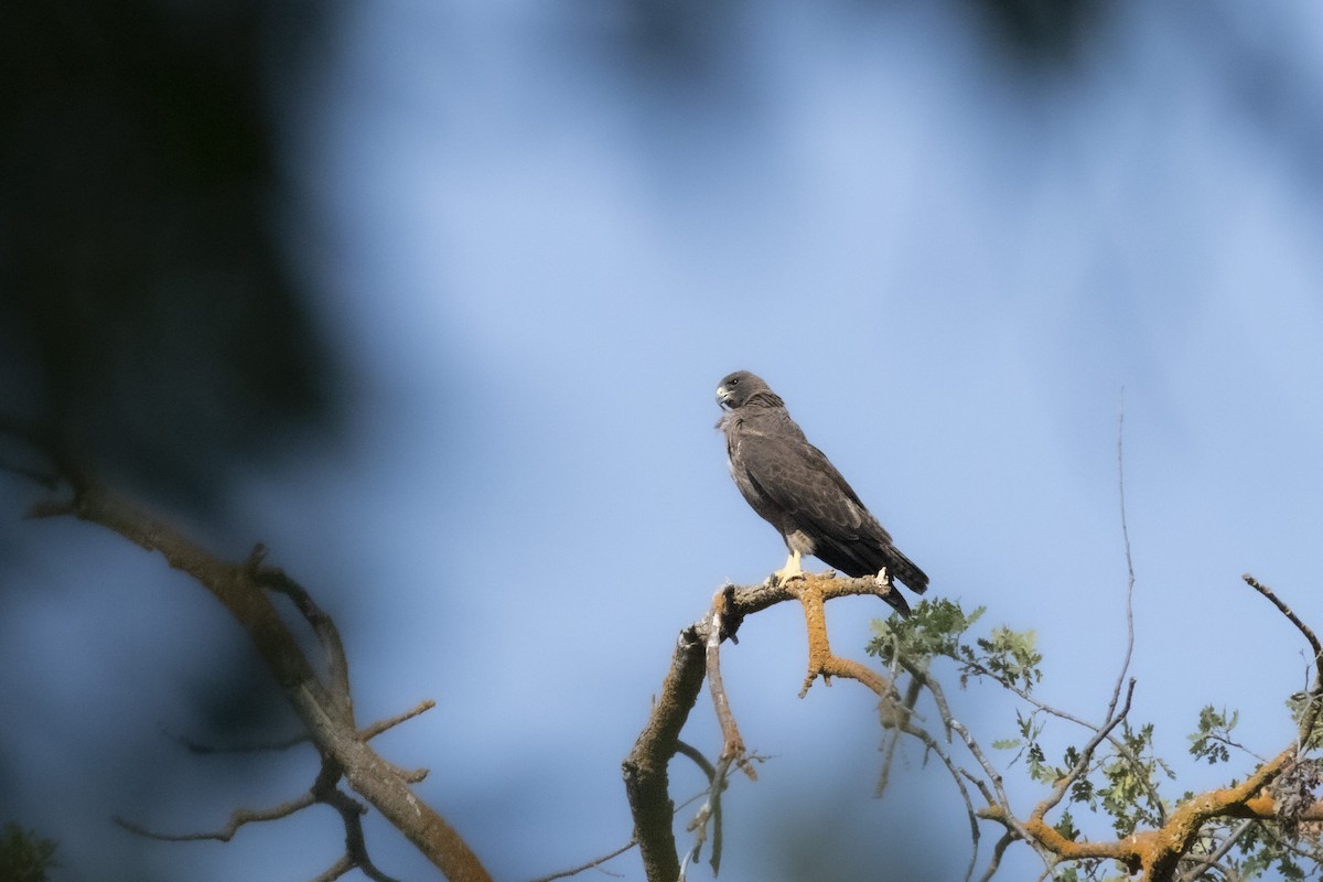 Swainson's Hawk - ML638288199