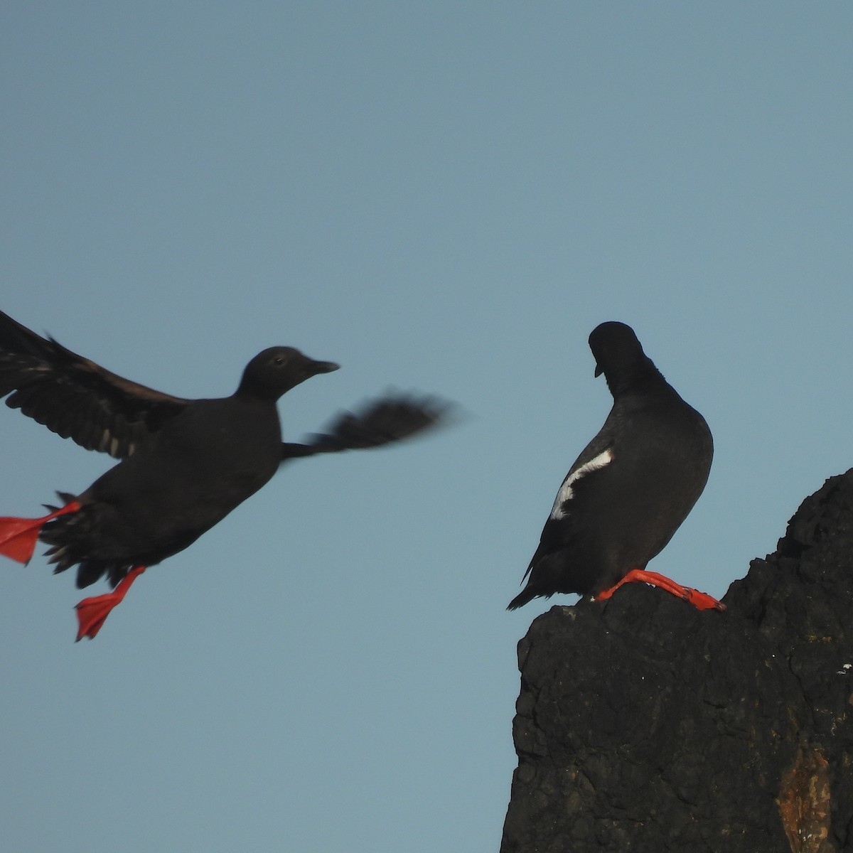 Pigeon Guillemot - ML638288202
