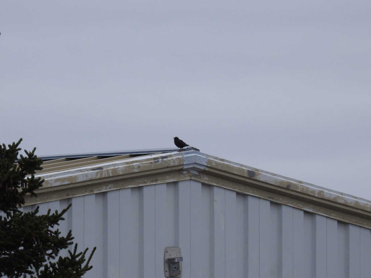 European Starling - ML638288204