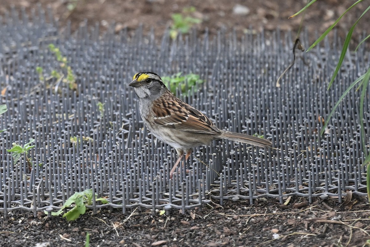White-throated Sparrow - ML638288205
