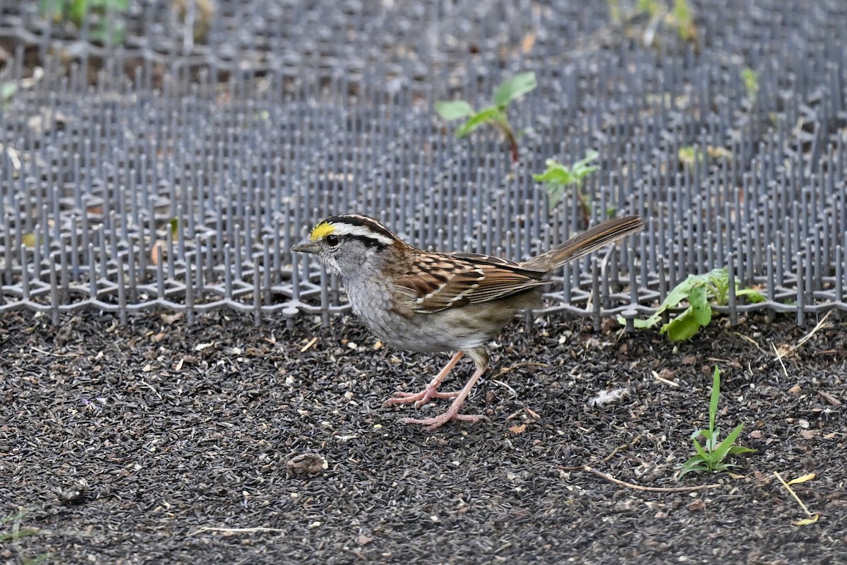 White-throated Sparrow - ML638288206
