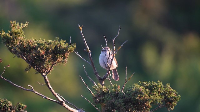 Carolina Wren - ML638288211