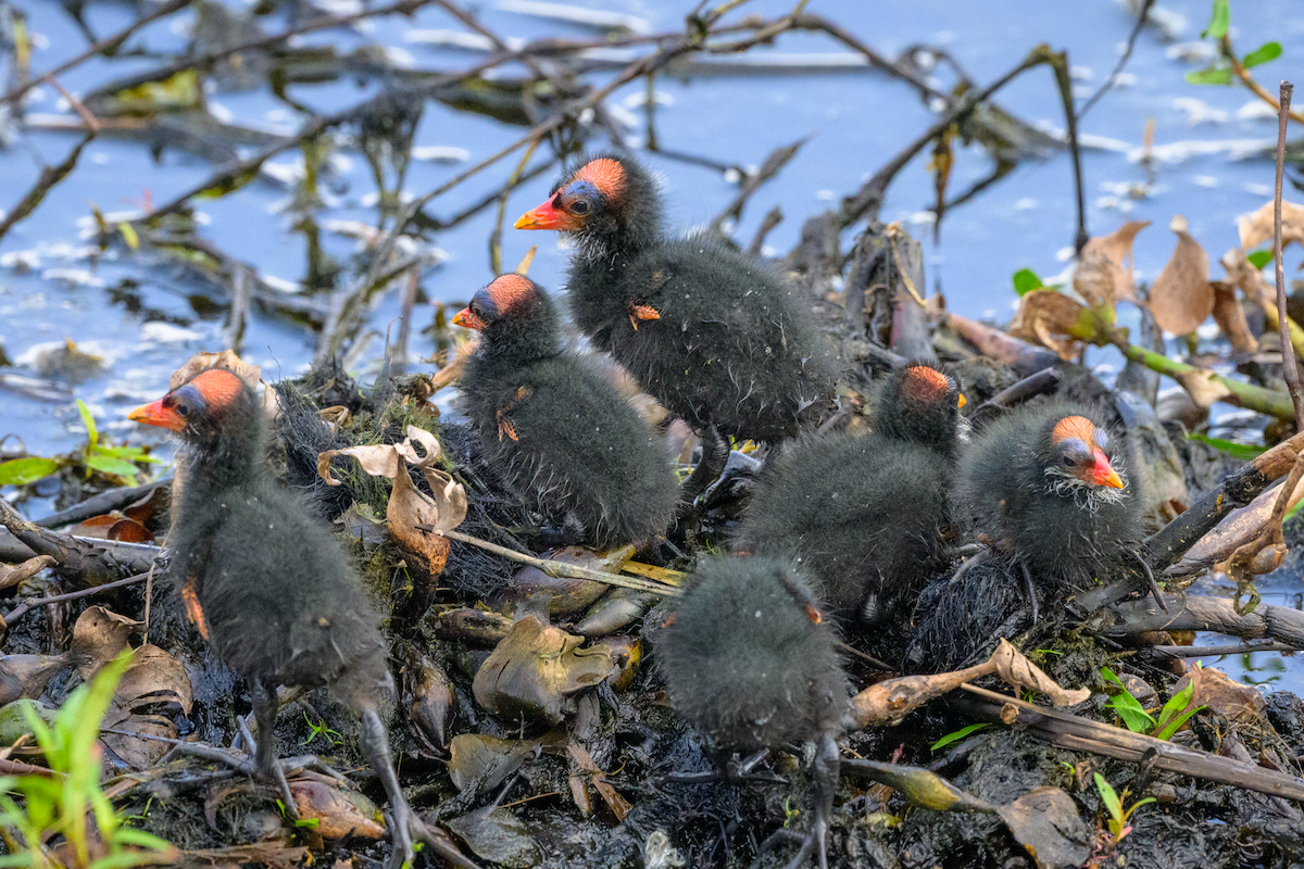 Common Gallinule - ML638288212