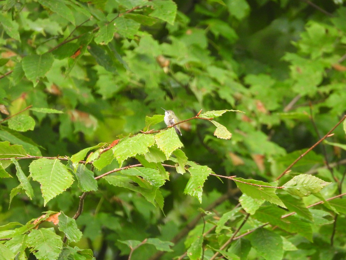 Ruby-throated Hummingbird - ML638288214