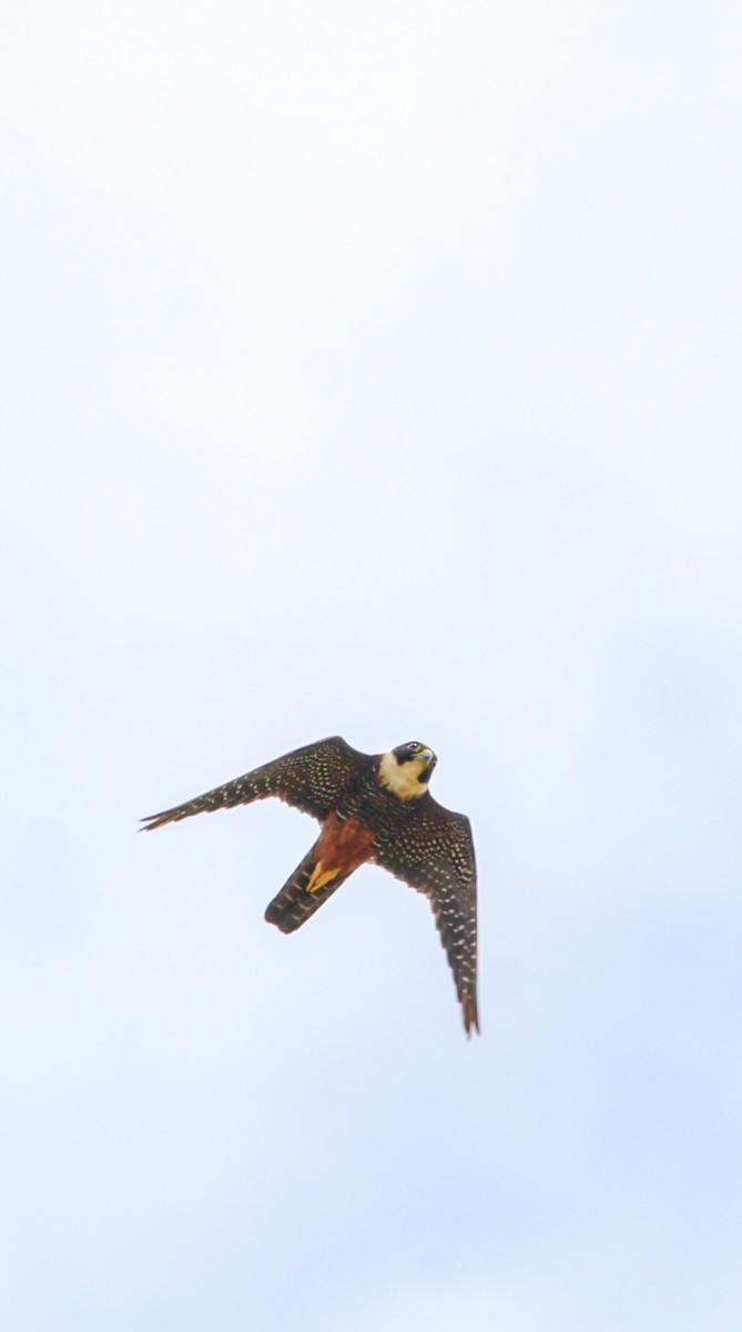 Bat Falcon - ML638288216