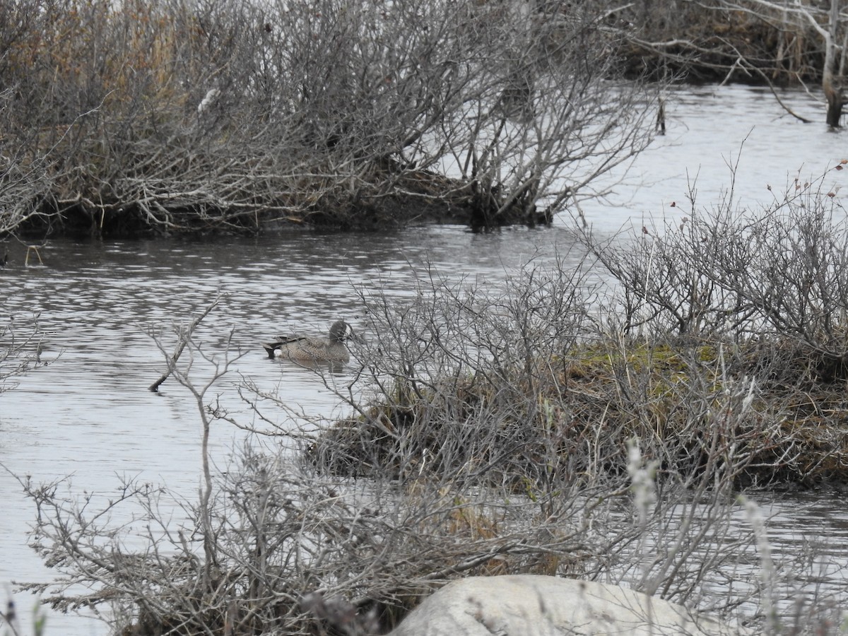 Blue-winged Teal - ML638288220