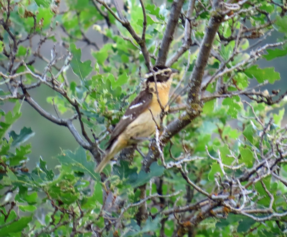 Black-headed Grosbeak - ML638288230